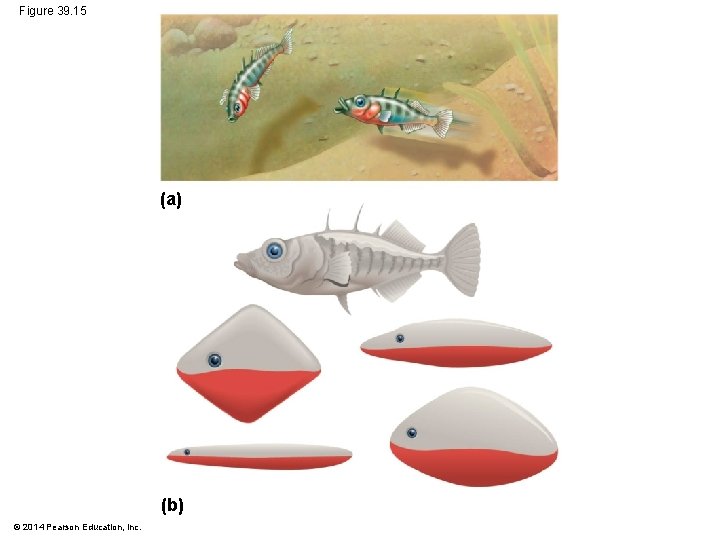 Figure 39. 15 (a) (b) © 2014 Pearson Education, Inc. 