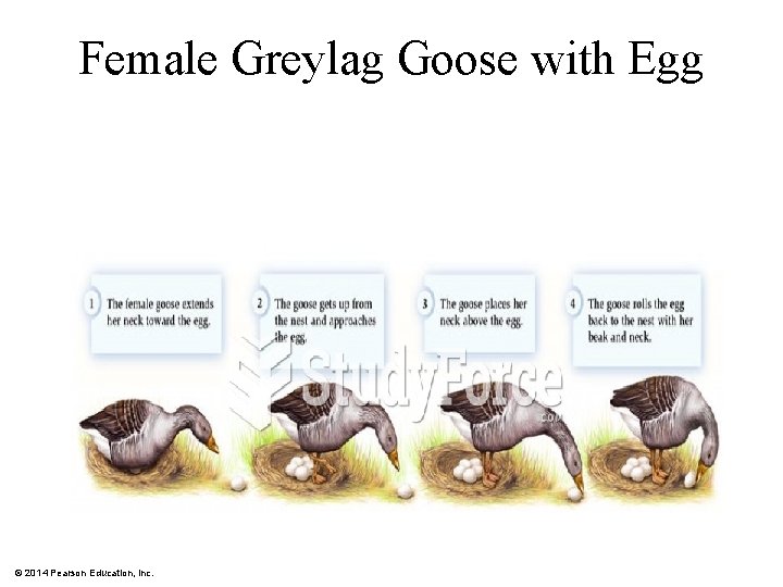 Female Greylag Goose with Egg © 2014 Pearson Education, Inc. 