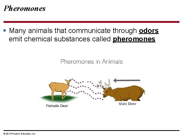 Pheromones § Many animals that communicate through odors emit chemical substances called pheromones ©