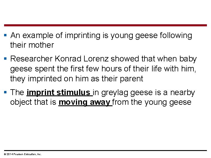 § An example of imprinting is young geese following their mother § Researcher Konrad