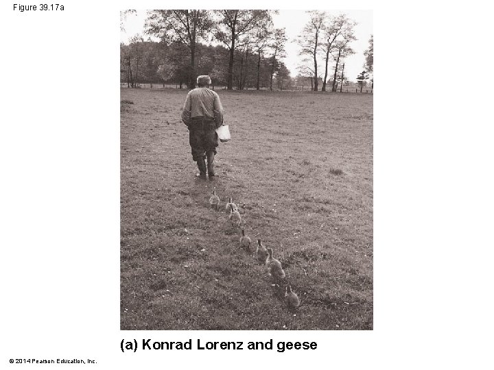 Figure 39. 17 a (a) Konrad Lorenz and geese © 2014 Pearson Education, Inc.