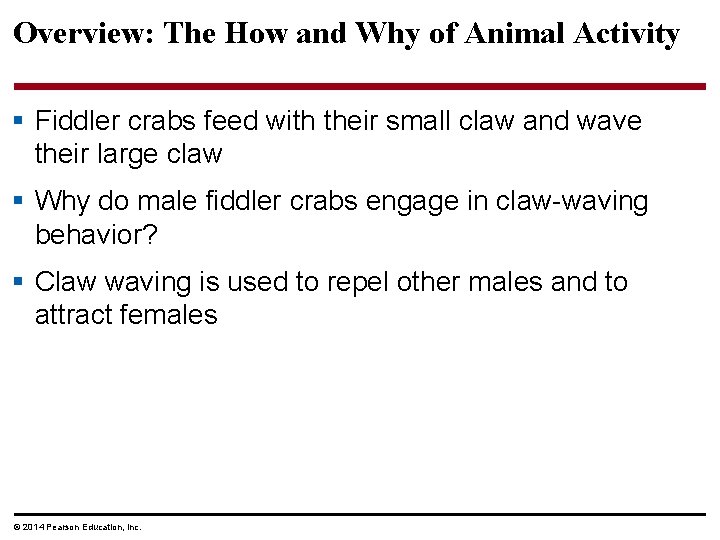 Overview: The How and Why of Animal Activity § Fiddler crabs feed with their