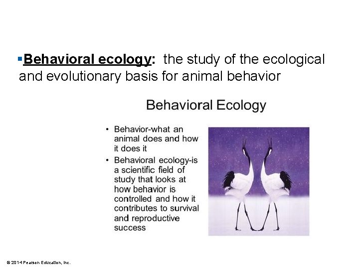 §Behavioral ecology: the study of the ecological and evolutionary basis for animal behavior ©