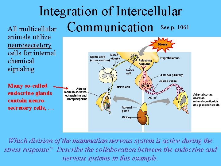 Integration of Intercellular All multicellular Communication See p. 1061 animals utilize neurosecretory cells for