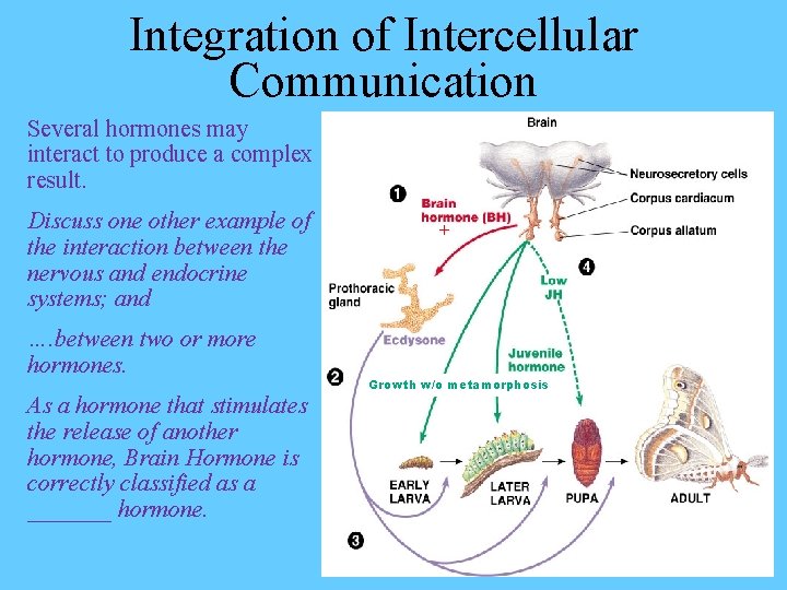 Integration of Intercellular Communication Several hormones may interact to produce a complex result. Discuss