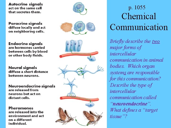 p. 1055 Chemical Communication Briefly describe the two major forms of intercellular communication in