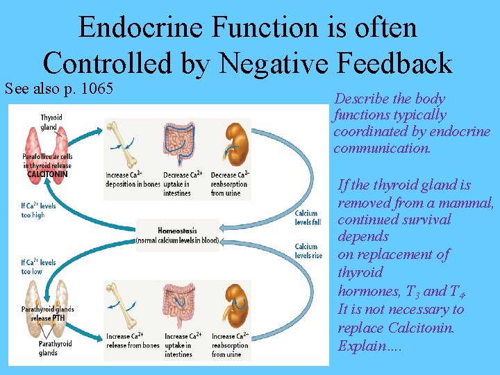 Endocrine Function is often Controlled by Negative Feedback See also p. 1065 Describe the