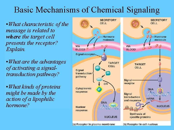 Basic Mechanisms of Chemical Signaling • What characteristic of the message is related to