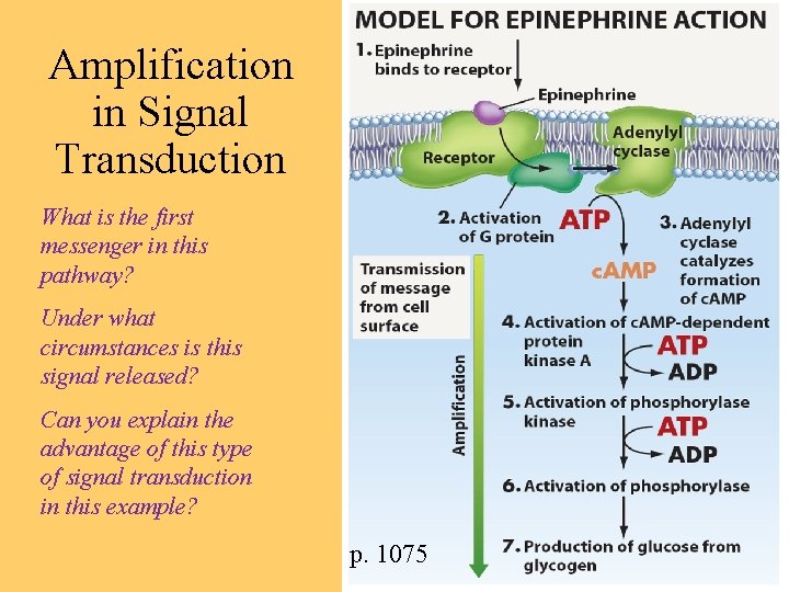 Amplification in Signal Transduction What is the first messenger in this pathway? Under what