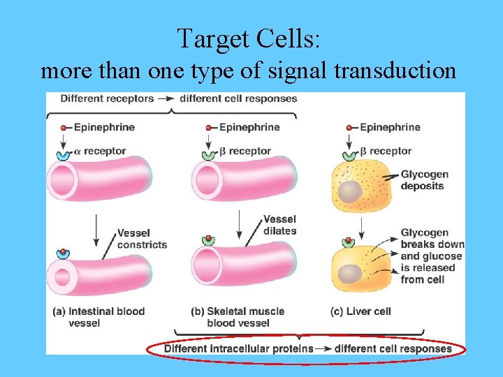 Target Cells: more than one type of signal transduction 