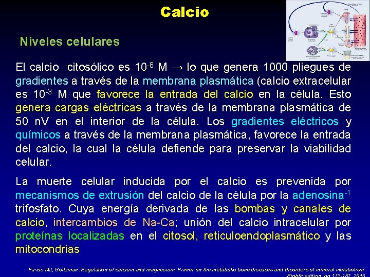 Calcio Niveles celulares El calcio citosólico es 10 -6 M → lo que genera