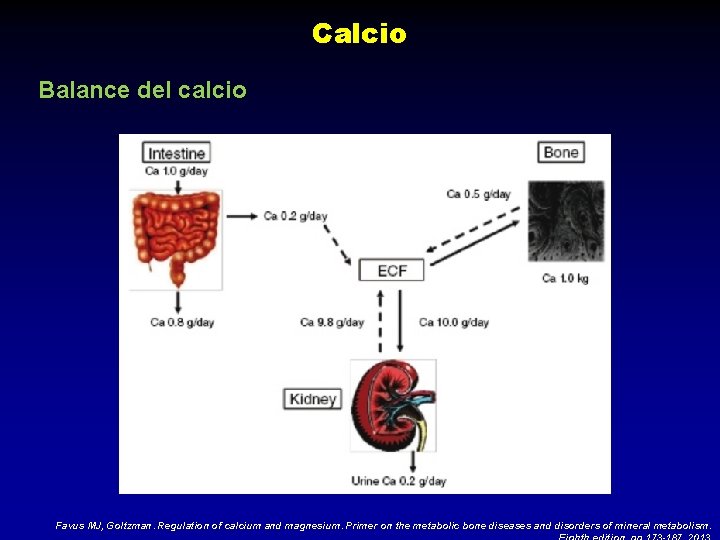 Calcio Balance del calcio Favus MJ, Goltzman. Regulation of calcium and magnesium. Primer on