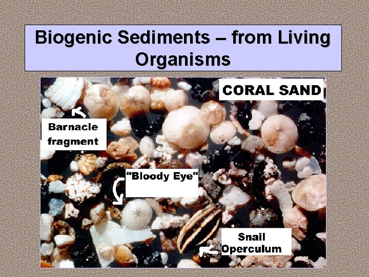 Biogenic Sediments – from Living Organisms 