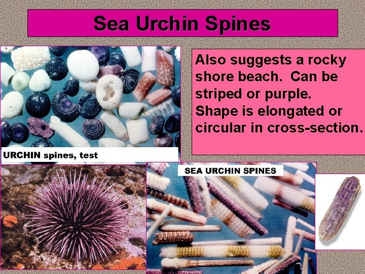 Sea Urchin Spines Also suggests a rocky shore beach. Can be striped or purple.