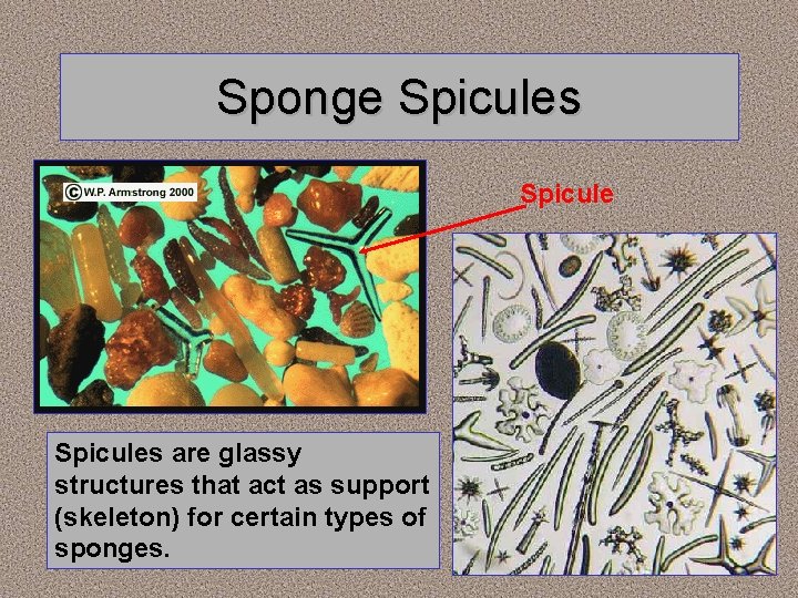 Sponge Spicules are glassy structures that act as support (skeleton) for certain types of