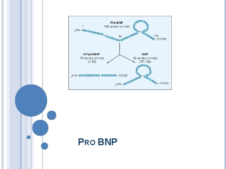PRO BNP 
