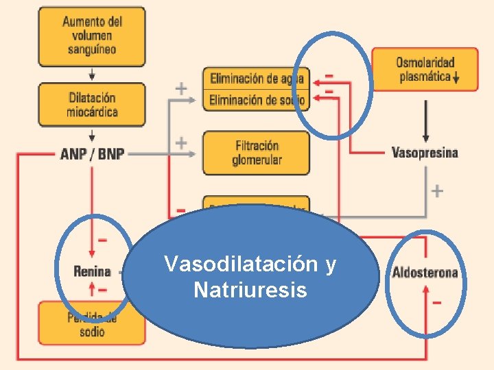 Vasodilatación y Natriuresis 