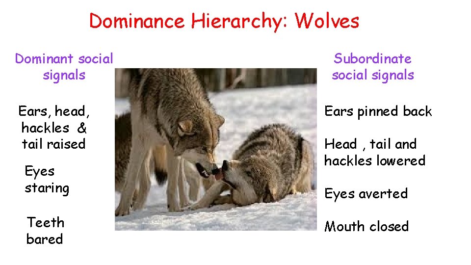 Dominance Hierarchy: Wolves Dominant social signals Ears, head, hackles & tail raised Eyes staring