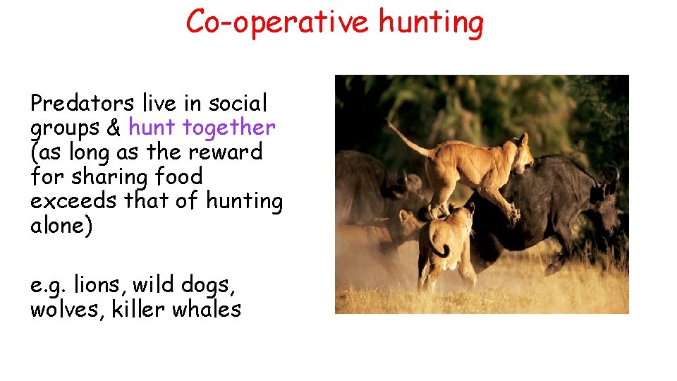 Co-operative hunting Predators live in social groups & hunt together (as long as the