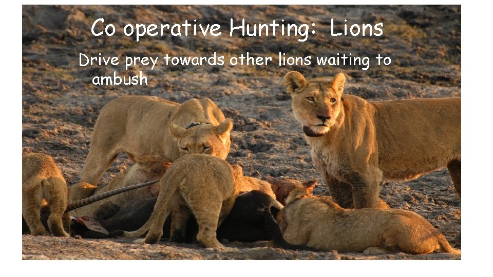 Co operative Hunting: Lions Drive prey towards other lions waiting to ambush 