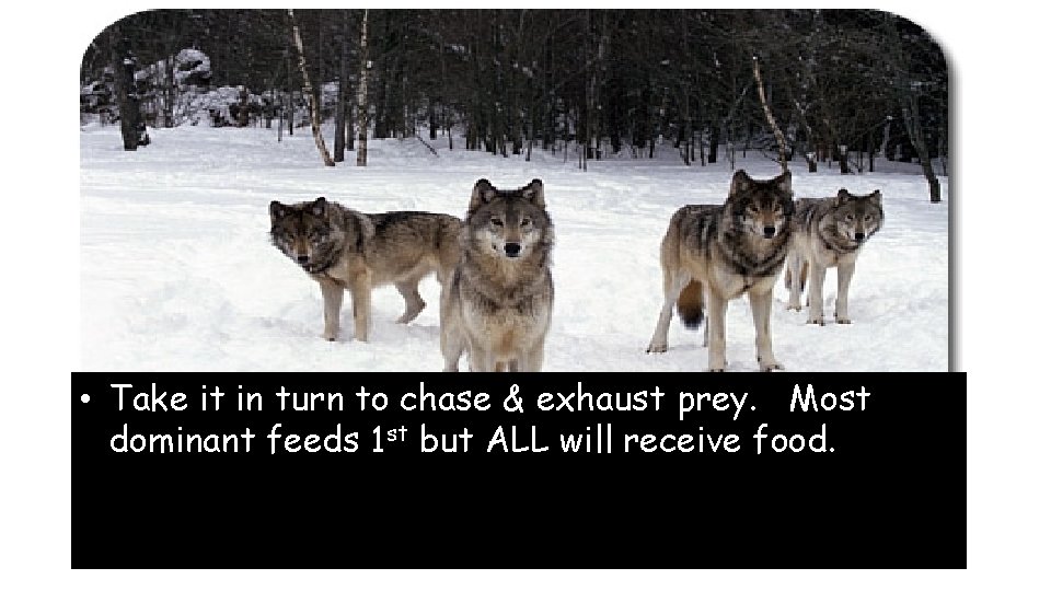  • Take it in turn to chase & exhaust prey. Most dominant feeds