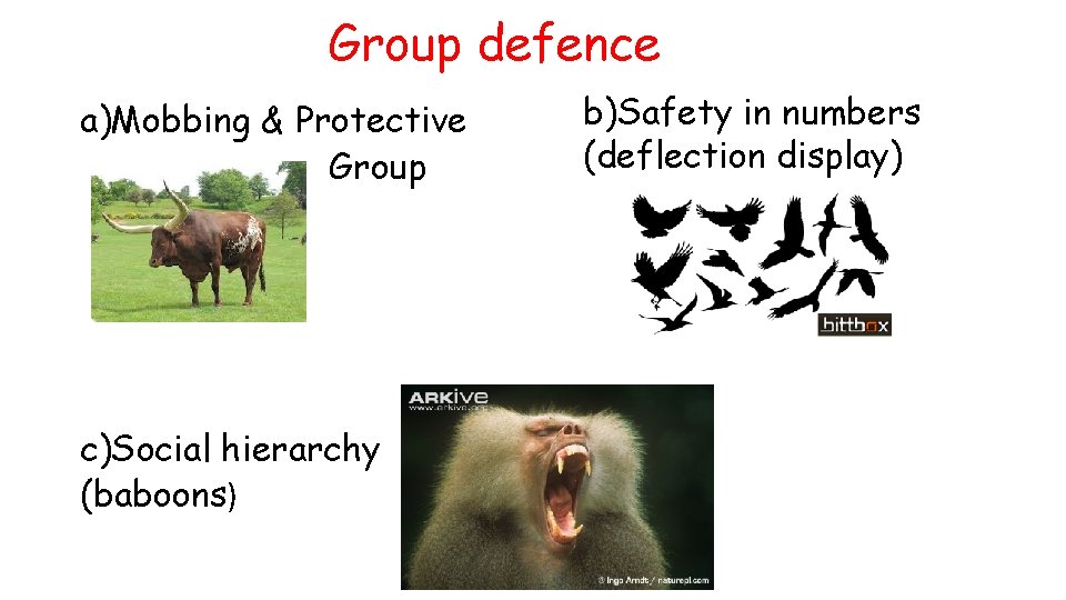 Group defence a)Mobbing & Protective Group c)Social hierarchy (baboons) b)Safety in numbers (deflection display)