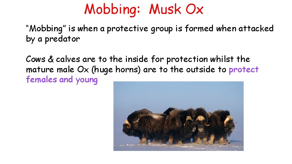 Mobbing: Musk Ox “Mobbing” is when a protective group is formed when attacked by