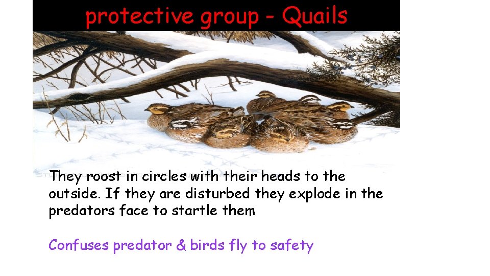 protective group - Quails They roost in circles with their heads to the outside.