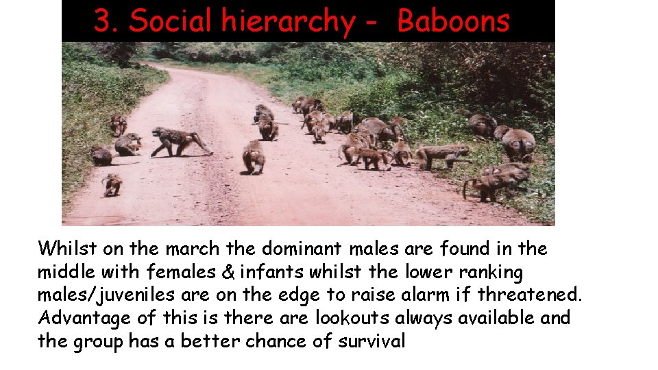 3. Social hierarchy - Baboons Whilst on the march the dominant males are found
