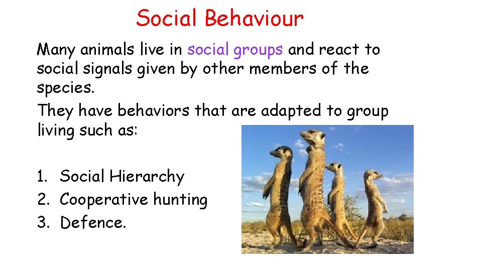 Social Behaviour Many animals live in social groups and react to social signals given