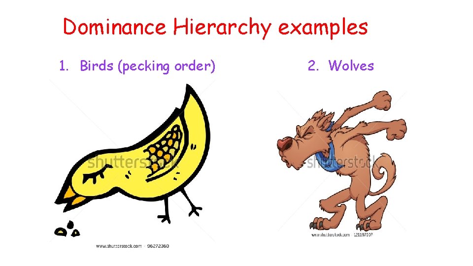 Dominance Hierarchy examples 1. Birds (pecking order) 2. Wolves 