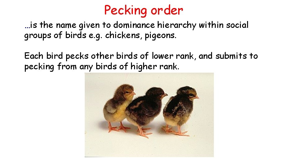 Pecking order …is the name given to dominance hierarchy within social groups of birds