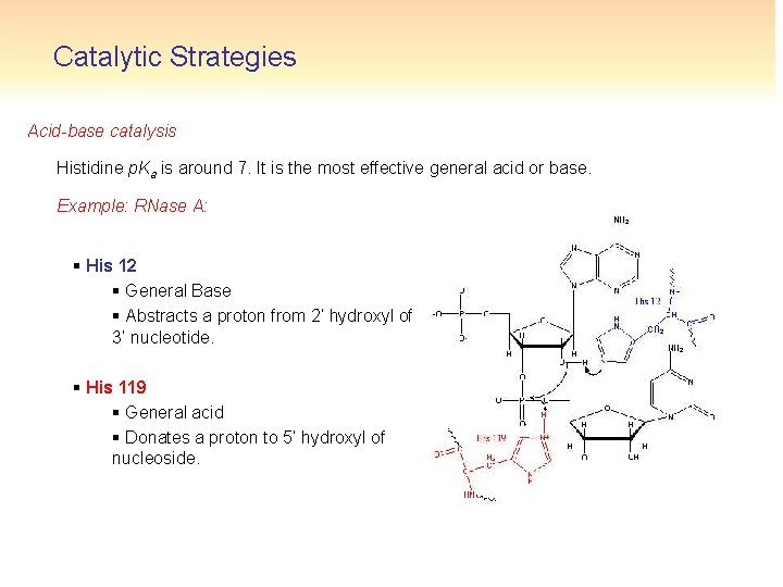 Catalytic Strategies Acid-base catalysis Histidine p. Ka is around 7. It is the most