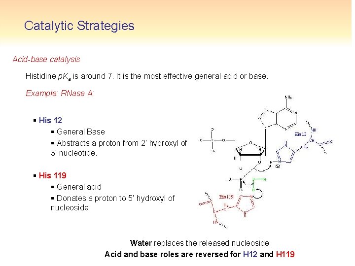 Catalytic Strategies Acid-base catalysis Histidine p. Ka is around 7. It is the most