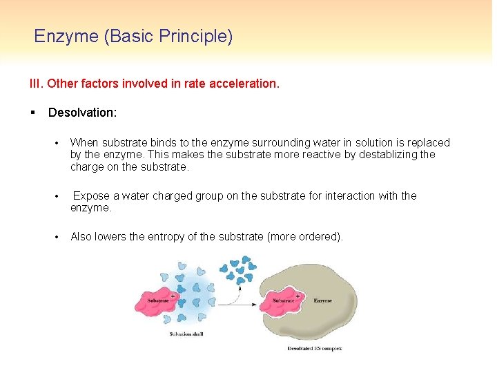 Enzyme (Basic Principle) III. Other factors involved in rate acceleration. § Desolvation: • When