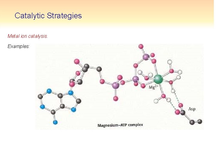 Catalytic Strategies Metal ion catalysis. Examples: 