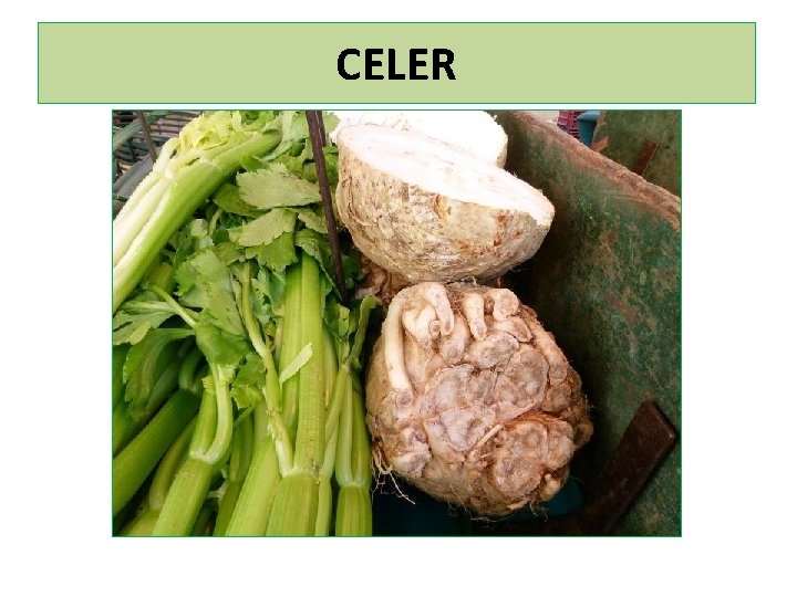 CELER 