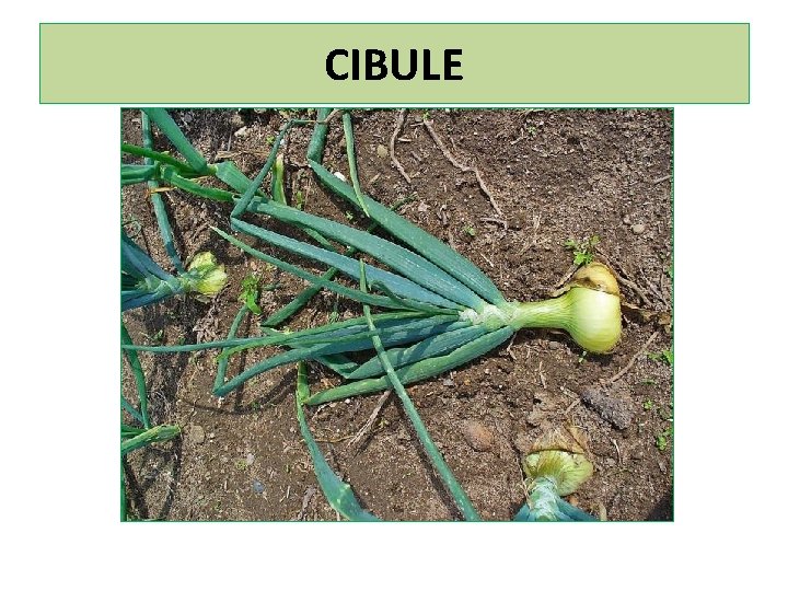 CIBULE 