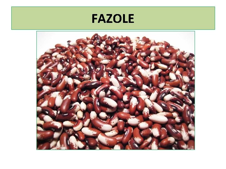 FAZOLE 