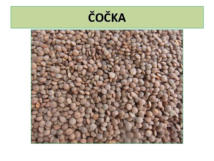 ČOČKA 