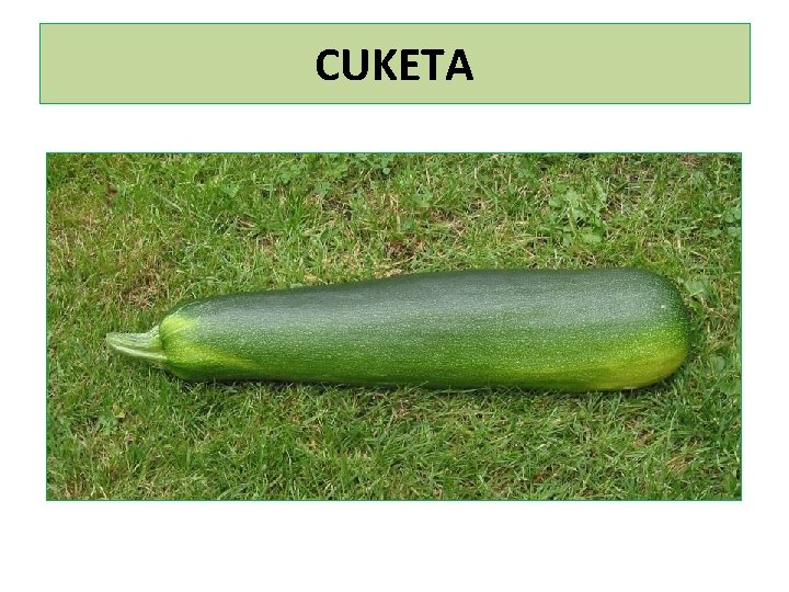 CUKETA 