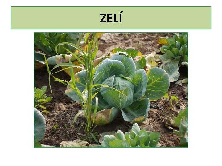 ZELÍ 