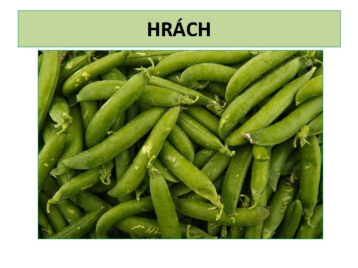 HRÁCH 