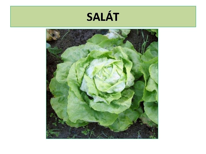 SALÁT 
