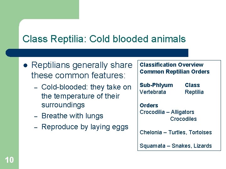 Class Reptilia: Cold blooded animals l Reptilians generally share these common features: – –