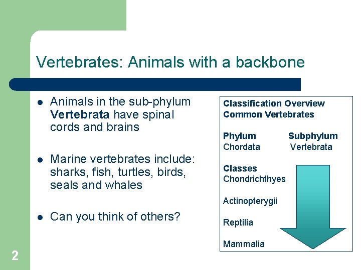 Vertebrates: Animals with a backbone l l Animals in the sub-phylum Vertebrata have spinal