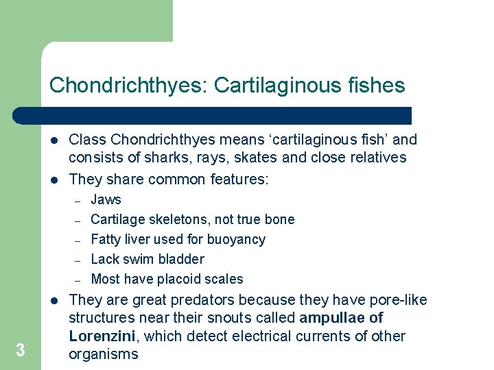 Chondrichthyes: Cartilaginous fishes l l Class Chondrichthyes means ‘cartilaginous fish’ and consists of sharks,