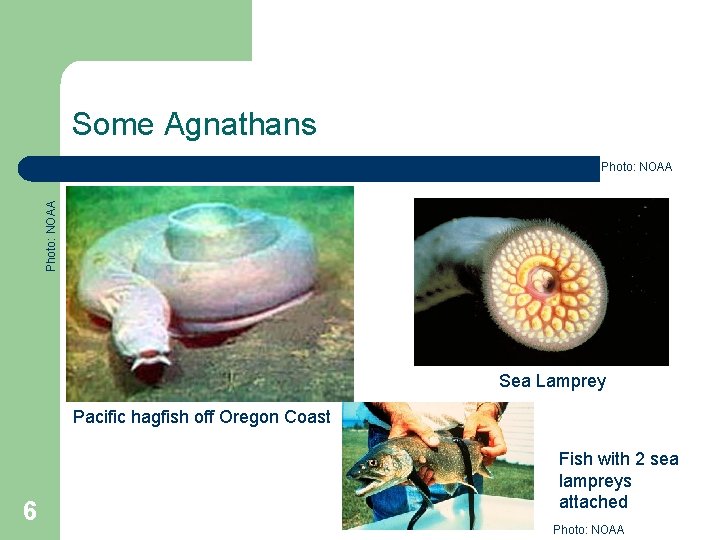 Some Agnathans Photo: NOAA Sea Lamprey Pacific hagfish off Oregon Coast 6 Fish with