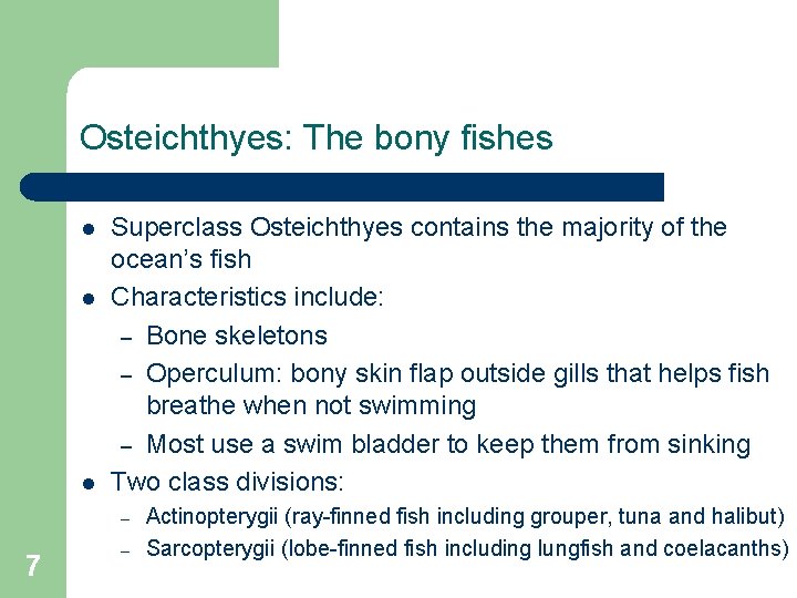 Osteichthyes: The bony fishes l l l Superclass Osteichthyes contains the majority of the