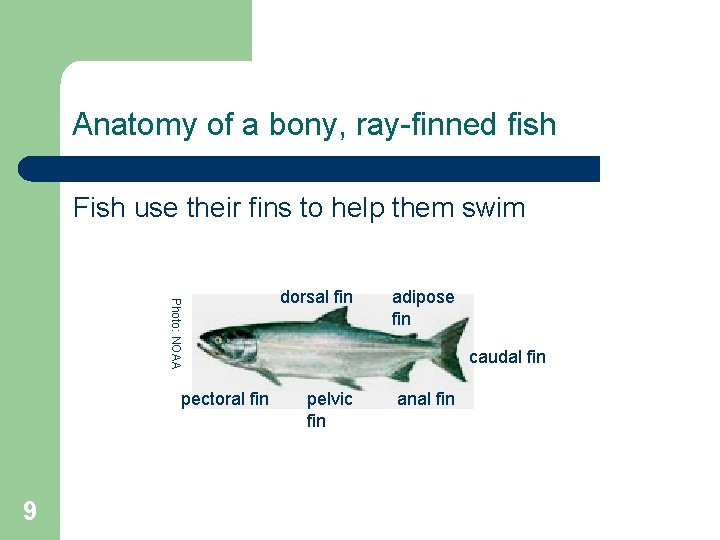 Anatomy of a bony, ray-finned fish Fish use their fins to help them swim